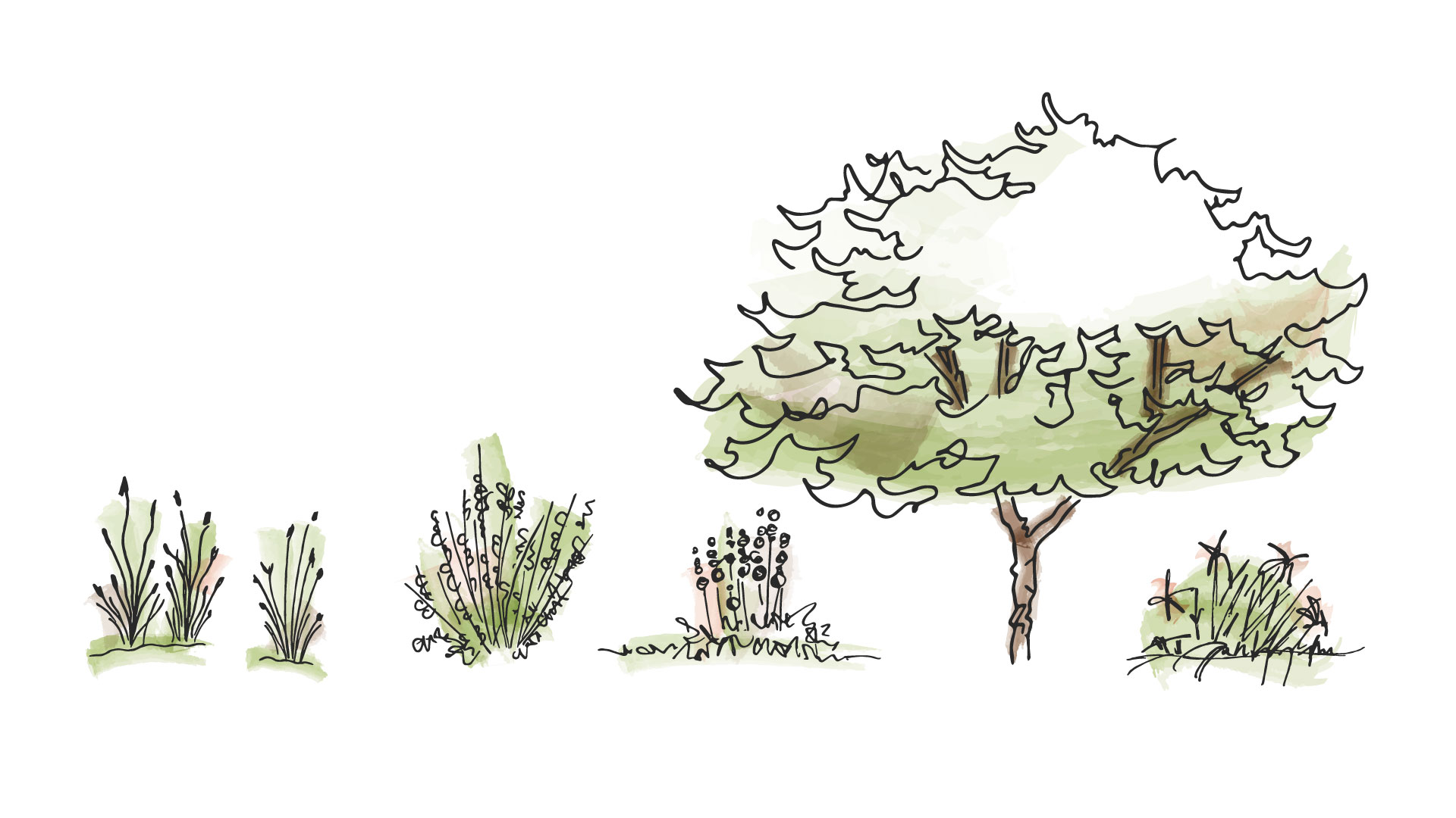 Sketches of greenery, trees, and shrubs with touches of green and tan to resemble architectural shading